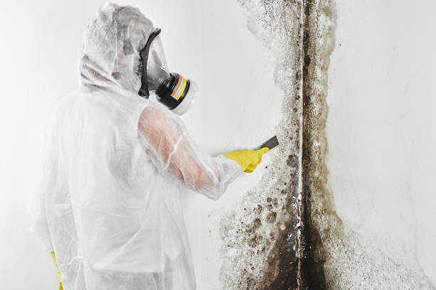 Professional Mold Remediation in Bloomer, WI