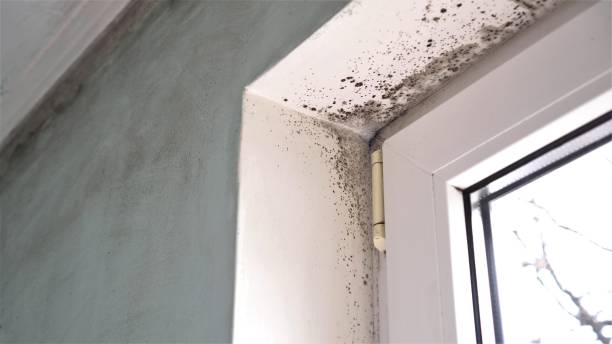 Best Kitchen Mold Remediation in Bloomer, WI