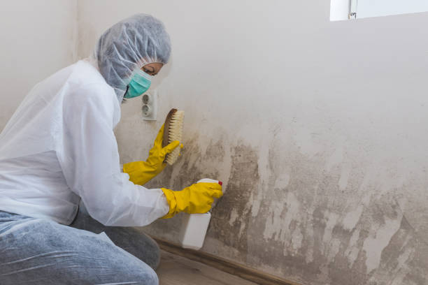 Best Bathroom Mold Remediation in Bloomer, WI