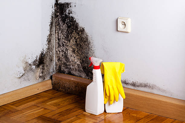 Best Post-Flood Mold Remediation in Bloomer, WI